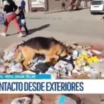 Vecinos de Ciudad Satélite denuncian acumulación de basura en la avenida Murillo