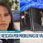 Rescatan a perrita embarazada tras denuncia en domicilio alquilado por extranjeros