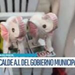 Potosí lanza oficialmente las Alasitas del Bicentenario 2025