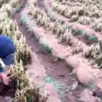 Heladas Devastadoras en Bolivia: 92 Municipios en Desastre por Temperaturas Extremas de hasta -16°C