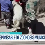 Mascotas deben permanecer en casa: Zoonosis intensifica controles en el Distrito 9