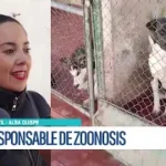 Advierten grave sobrepoblación de canes en Potosí y cuestionan falta de acciones efectivas