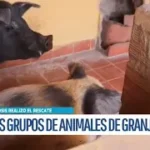 Unidad de Zoonosis rescata chanchos y ovejas en incumplimiento de la Ley 130