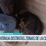 Continúa la campaña de vacunación antirrábica en Potosí