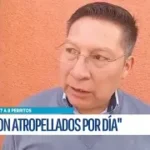 VETERINARIO ADVIERTE ALARMANTE AUMENTO DE ATROPELLAMIENTOS DE MASCOTAS , 8 PERROS MUEREN CADA DÍA