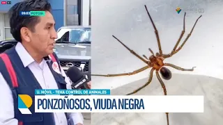 Alertan sobre presencia de “viuda negra” en áreas rurales y recomiendan extremar precauciones